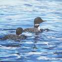 Loons In Agonquin Park