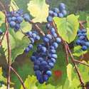 Grapes in Niagara Winery