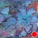 Blue Morfo butterfly